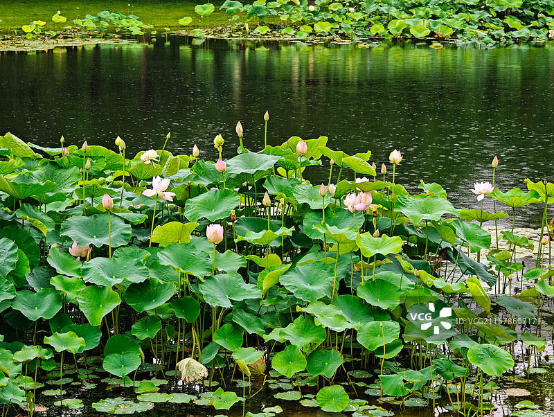 上海世博文化公园夏天雨中荷花图片素材