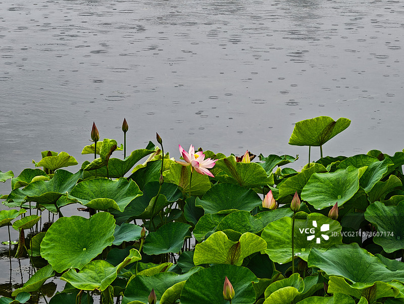 上海世博文化公园夏天雨中荷花图片素材