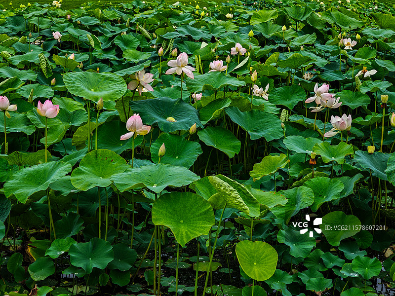 上海世博文化公园夏天雨中荷花图片素材