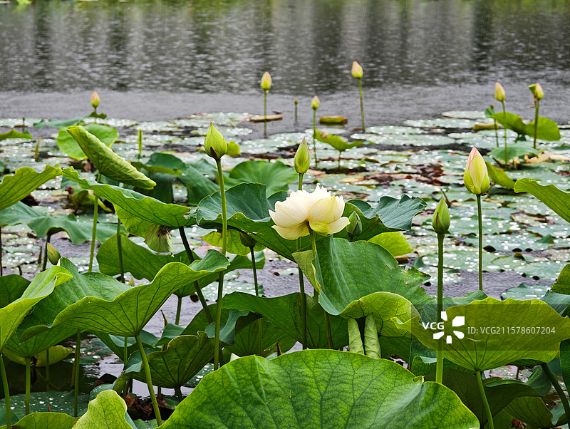 上海世博文化公园夏天雨中荷花图片素材