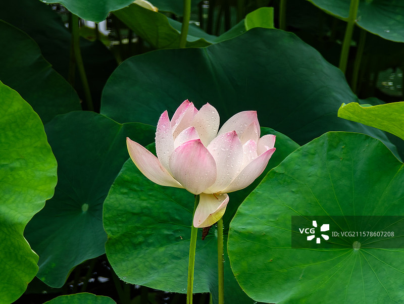 上海世博文化公园夏天雨中荷花图片素材