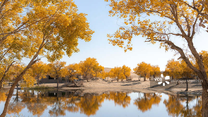尉犁秋季水中胡杨林风光图片素材