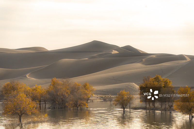 尉犁秋季水中胡杨林风光图片素材