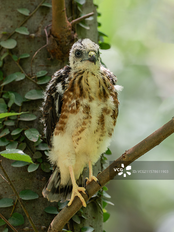 离巢不久的赤腹鹰幼鸟图片素材