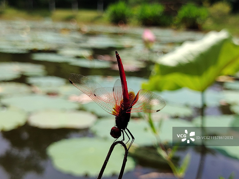 夏天的荷塘景观图片素材
