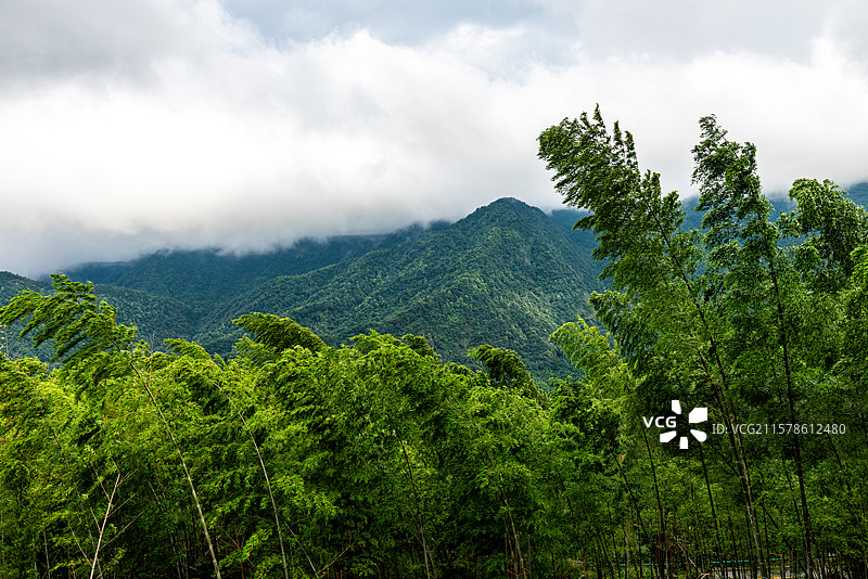 湖北咸宁通县九宫山竹林图片素材
