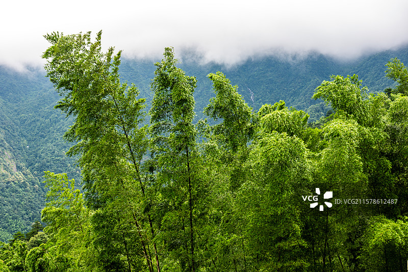 湖北咸宁通县九宫山竹林图片素材