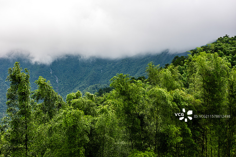 湖北咸宁通县九宫山竹林图片素材