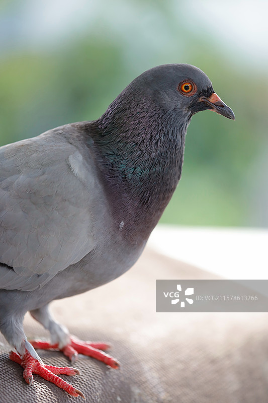 南昌天香园拍鸟图片素材