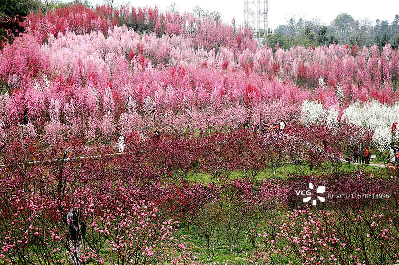 湖南常德桃花源里的万亩桃林尽情绽放图片素材