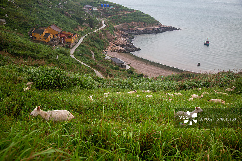 浙江青浜岛海边山坡上的羊群与小径图片素材