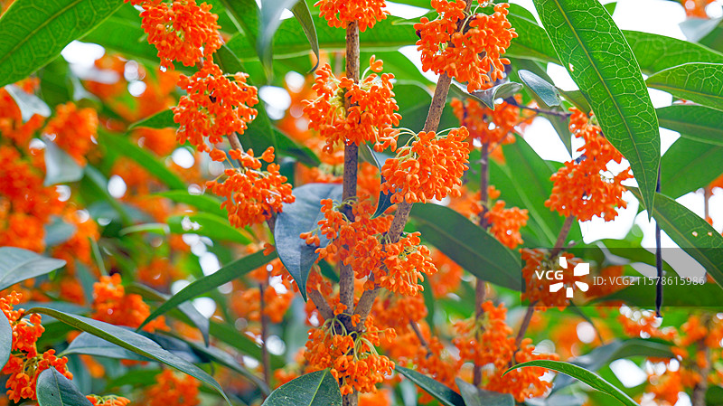 大自然八月桂花桂树金桂花图片素材