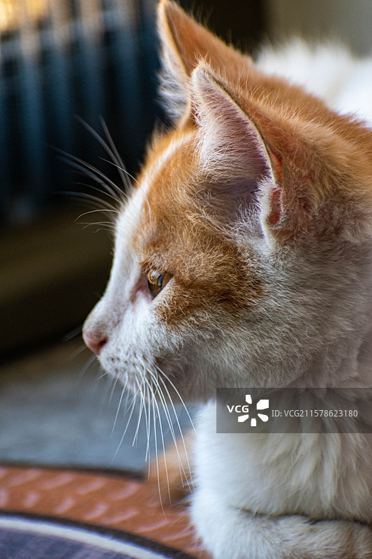 宠物、猫咪、猫猫、小猫、动物、萌宠、家养猫咪图片素材