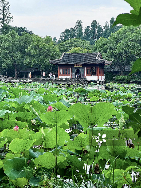 杭州西湖曲院风荷图片素材