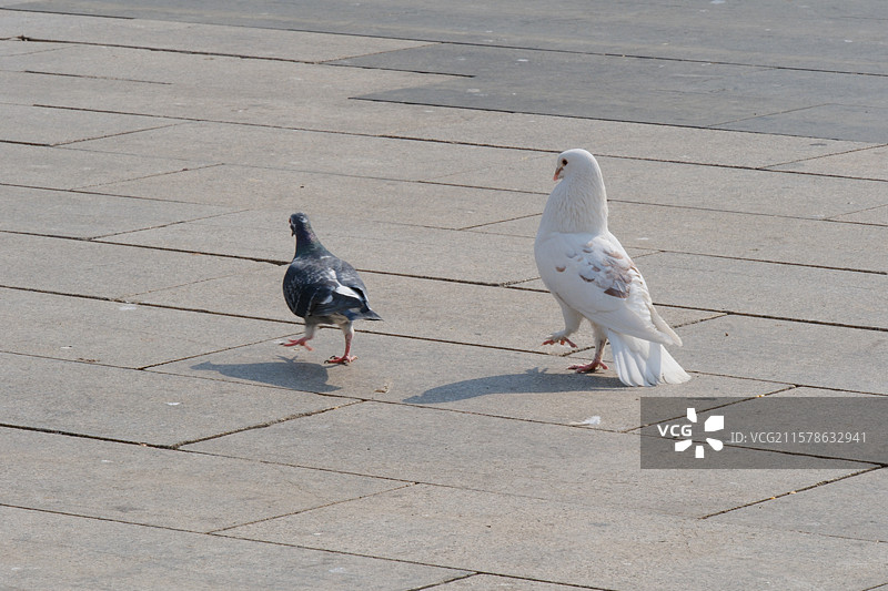 河北博物院前 的广场鸽。喂鸽子。麻雀图片素材