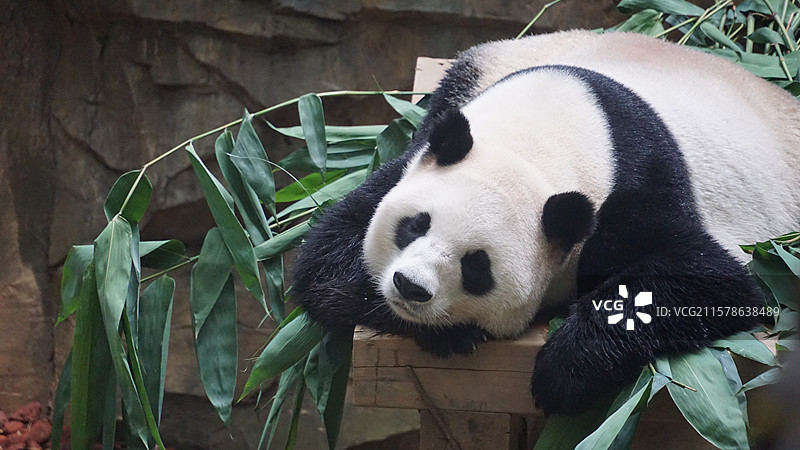 广州长隆野生动物园熊猫趴着睡觉图片素材
