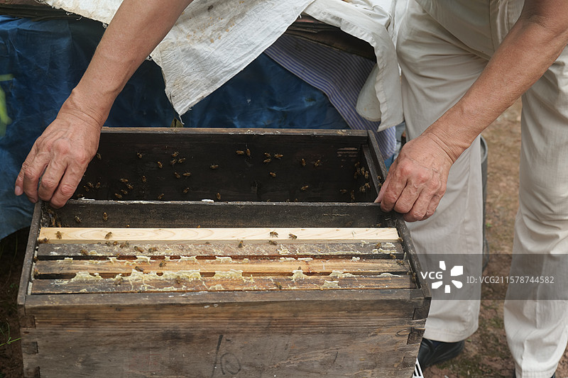 乡村职业养蜂人蜂蜜甜蜜事业蜜蜂蜂巢密集图片素材