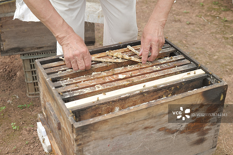 乡村职业养蜂人蜂蜜甜蜜事业蜜蜂蜂巢密集图片素材