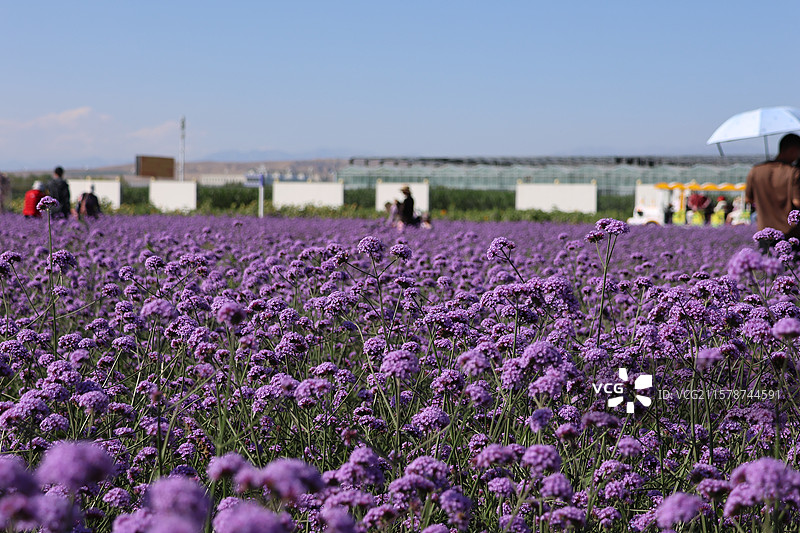 新疆伊帕尔汗薰衣草庄园图片素材
