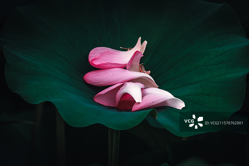 夏日之荷图片素材