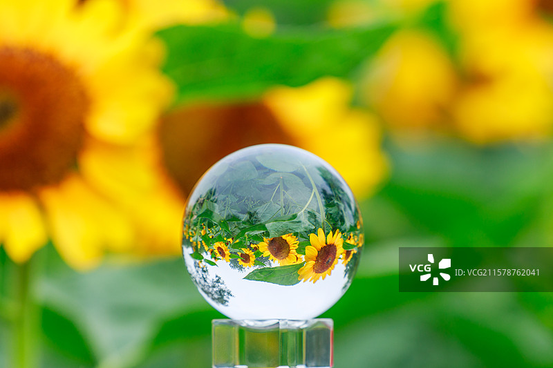 向日葵图片素材