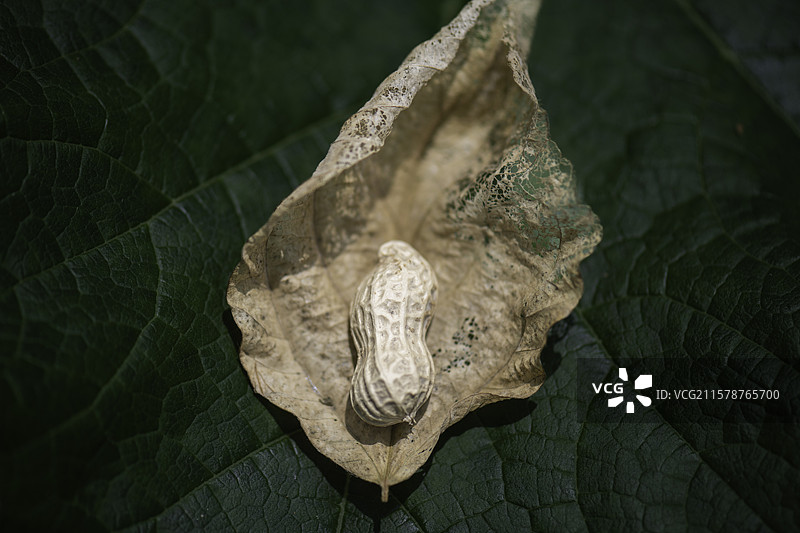 自然 植物 背景图片素材
