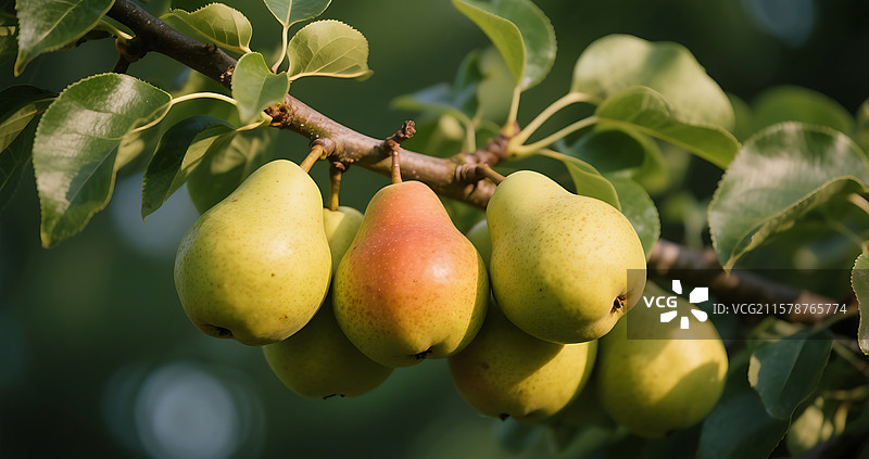 梨树结果摄影图片素材