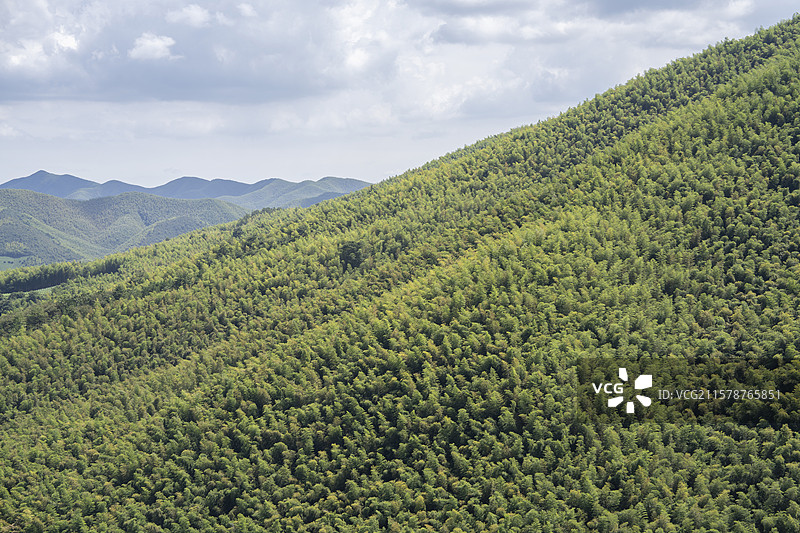 宜兴太华镇茶林竹海风光图片素材