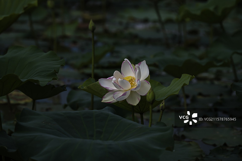 荷韵《77》图片素材