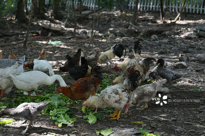 鸡鸭鹅家禽农业散养农村鸟类图片素材