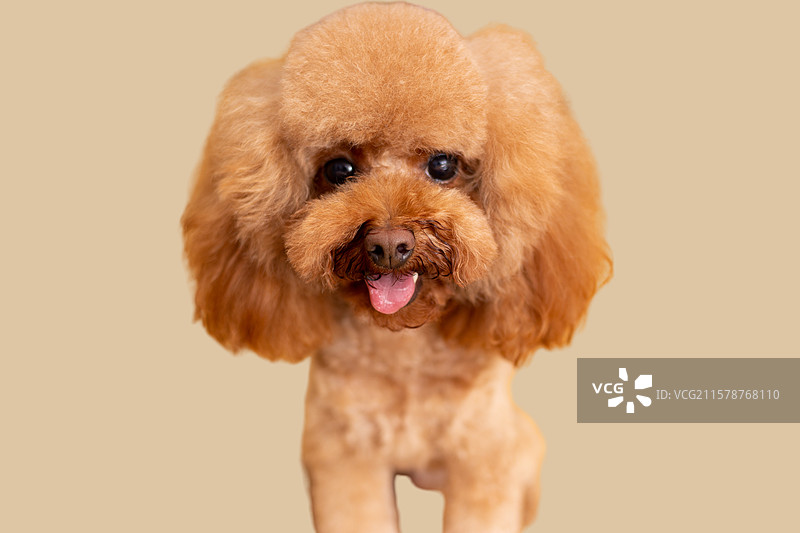 咖色迷你贵宾犬，泰迪犬宠物狗，萌宠动物特写素材图片素材