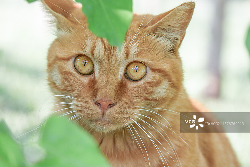 猫坐在户外的特写肖像图片素材
