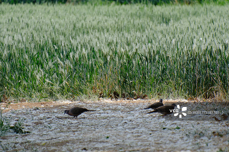 春季春天农村绿色麦田。杨树杨絮遍地。斑鸠。高清风景背景图图片素材