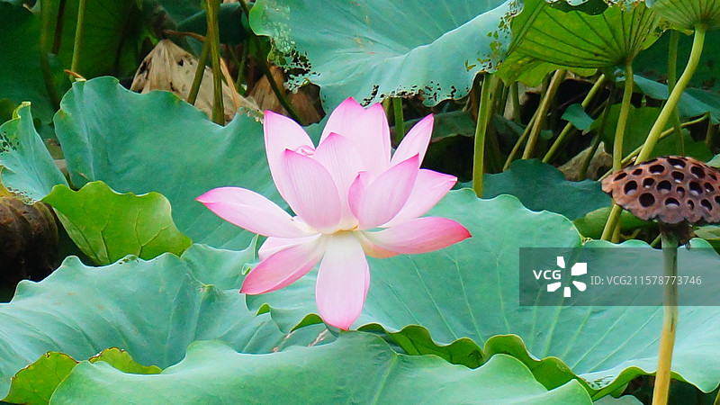 夏日荷花：池塘中的粉色仙子图片素材