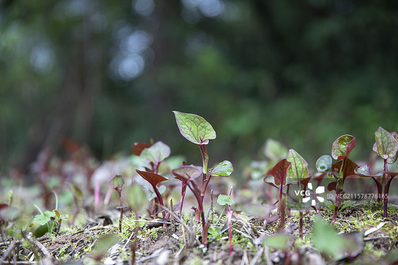 春天生长的折耳根（鱼腥草）图片素材