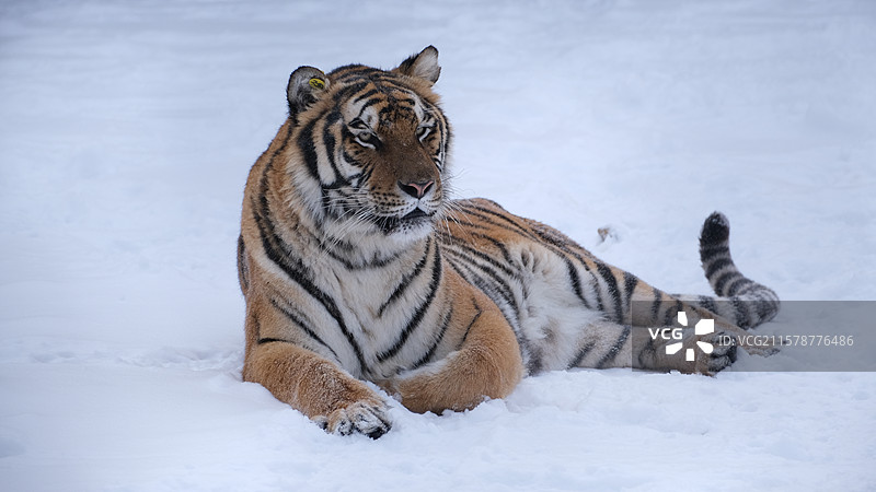 寒冬中的东北虎图片素材