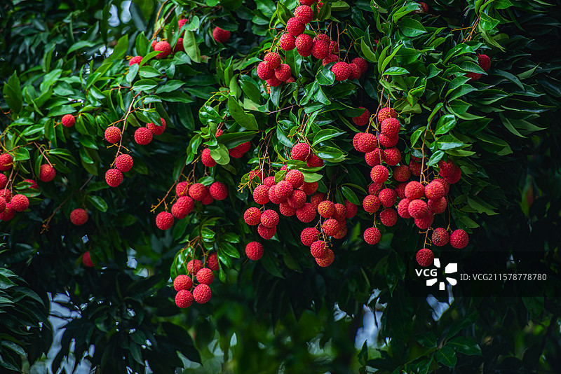 树上生长的荔枝特写镜头图片素材