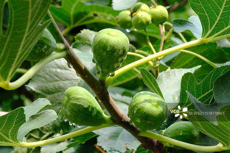 夏天夏日无花果。雨水天空绿色背景图片素材