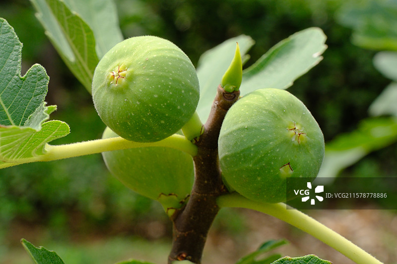 夏天夏日无花果。雨水天空绿色背景图片素材