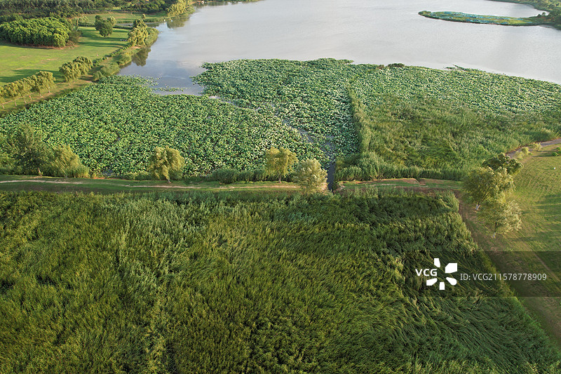 合肥蜀西湖公园湿地图片素材