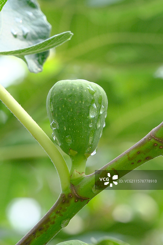夏天夏日无花果。雨水天空绿色背景图片素材