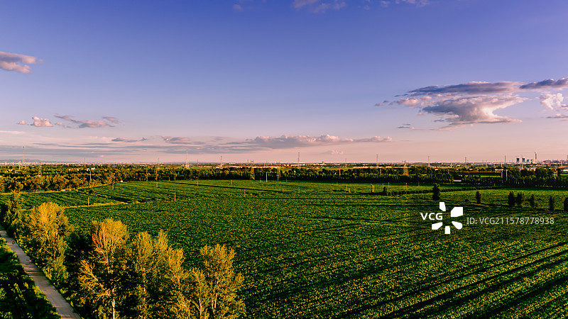 夕阳下的呼和浩特高标准农田，现代农业中公路穿过图片素材