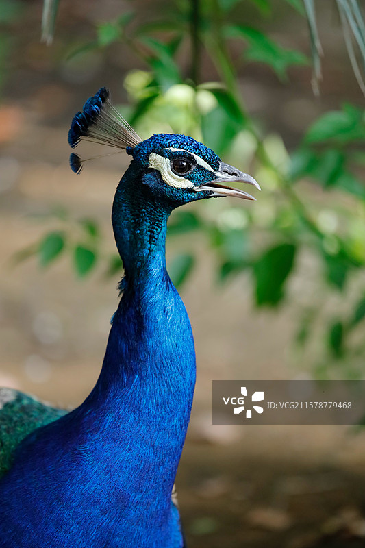 南昌天香园拍鸟图片素材