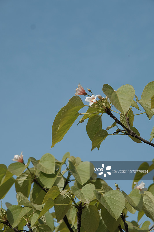 油桐花图片素材