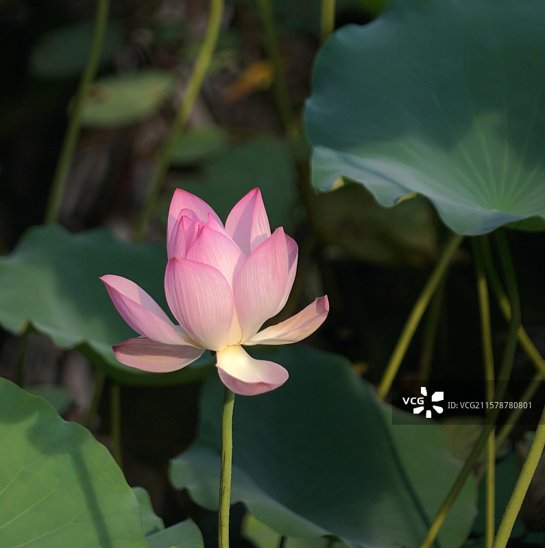 夏日荷花 广州市荔湾湖公园图片素材