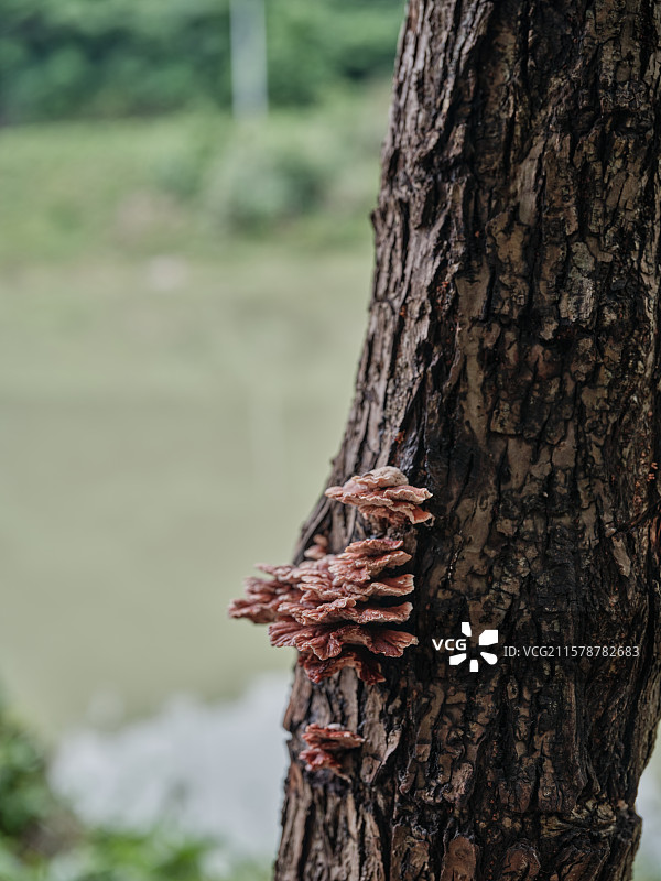 树上的菌类植物图片素材