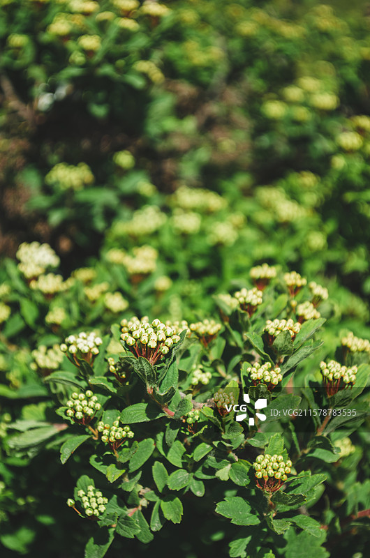 中国野生植物拍摄主题，山里的三裂绣线菊，盛开的一簇白色的花骨朵特写，户外无人图像摄影图片素材