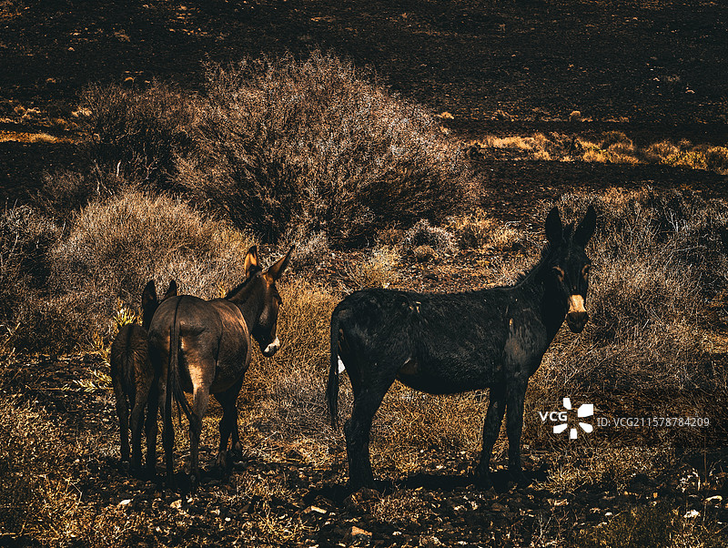 红海边上的野驴图片素材