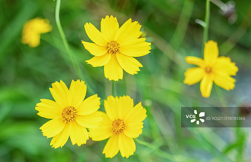 金鸡菊图片素材