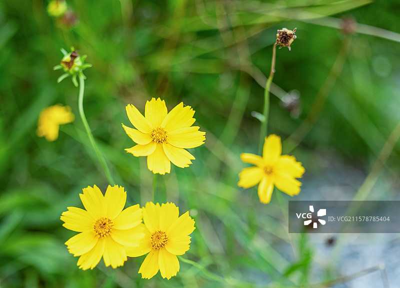 金鸡菊图片素材
